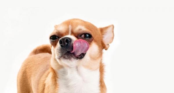 10 tegn på stress hos hunden - 4. Salivasjon og slikking