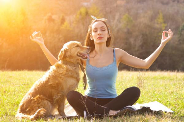 10 tegn på stress hos hunden din - Hvordan hjelpe en stresset hund