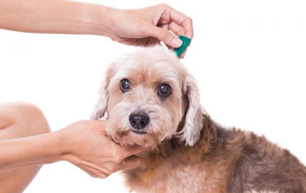 Er leishmania -vaksinen effektiv hos hunder?  - Hvordan forhindre leishmaniasis hos hunder?