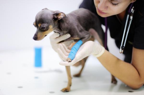 Forstuvning hos hunder - årsaker, symptomer og behandling - forstuingbehandling hos hunder