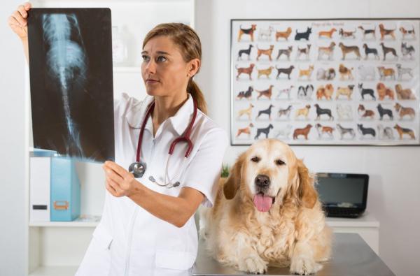 Forstuvning hos hunder - Årsaker, symptomer og behandling - Diagnose av forstuing hos hunder