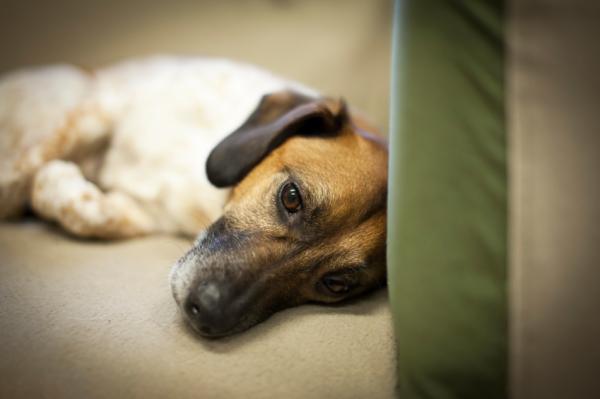 Forstuvning hos hunder - årsaker, symptomer og behandling - forstuing hos hunder