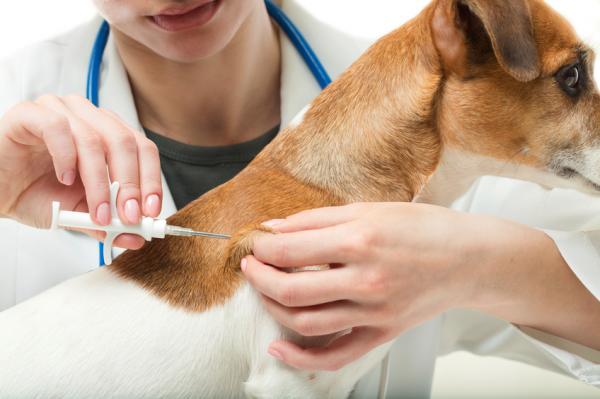 De hyppigste reaksjonene etter vaksinasjon hos hunder - Vaksiner, hjelpestoffer og adjuvanser