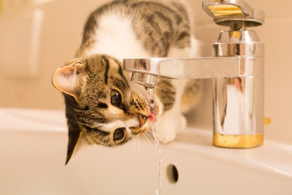 Er det normalt at katten min drikker mye vann?  - Hvor mye vann drikker en katt per dag?