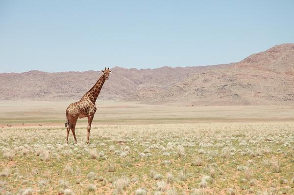 Giraffers kuriositeter - deres oppførsel 