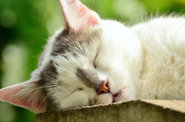 Er det normalt at en katt har tørr nese?  - Hva kattens nese forteller oss