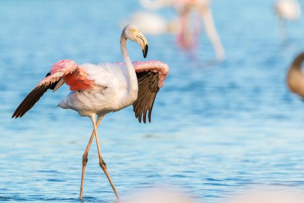 Hvorfor er flamingoer rosa?  - Fargen på fuglene