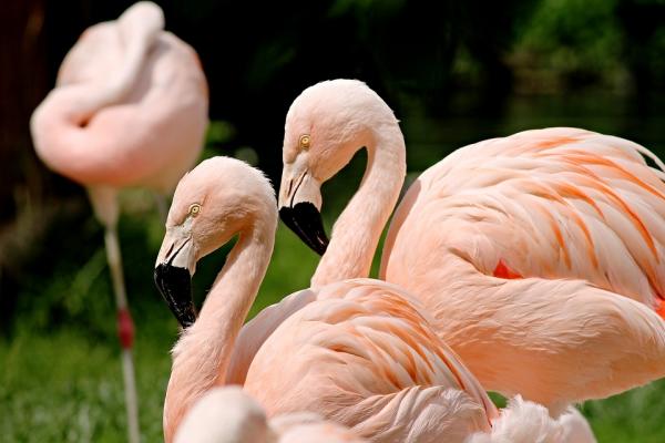 Hvorfor er flamingoer rosa?  - Hvorfor er flamingoer rosa? 