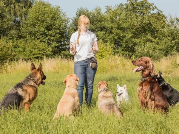 Sjalu hunder - symptomer og hva du skal gjøre - hva du skal gjøre med sjalu hunder?