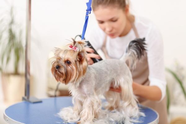 Pigger og hunder - forsiktig og hvordan du fjerner dem - forsiktig, viktig om sommeren