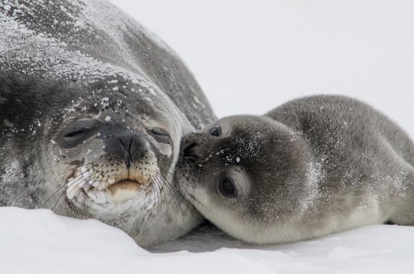 Polar Seal Adaptation - Tilpasning til Polar Waters
