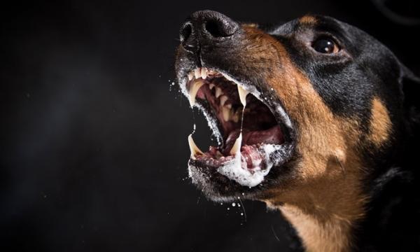 Rabies -vaksine for hunder - Komplett guide - Rabies -vaksinen hos hunder