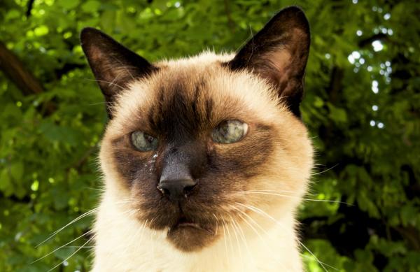 Strabismus hos katter - Typer av Strabismus