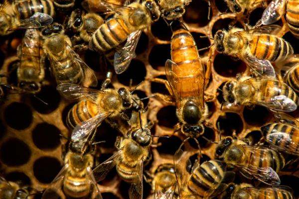 Hvordan kommuniserer bier?  - Hvordan er biene organisert?