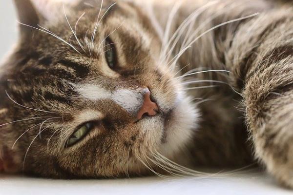 Pentavalent vaksine for katter - hva den er for og bivirkninger - Bivirkninger av den pentavalente vaksinen for katter