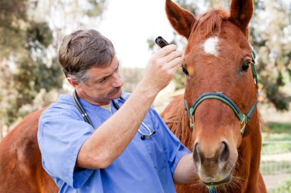 Vaksiner for hester - Vaksinasjonsplan for hester i Spania