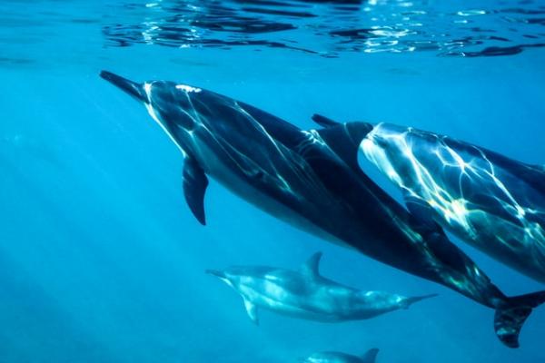 Hvor bor delfinene?  - Egenskaper og klassifisering av delfiner