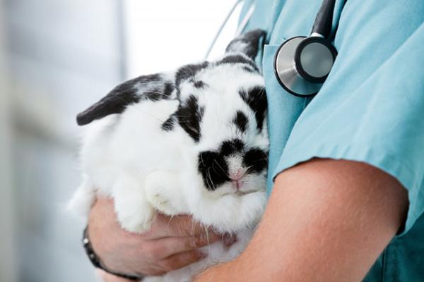 Vaksiner for kaniner - Fra dere to kan du allerede vaksinere en kattunge