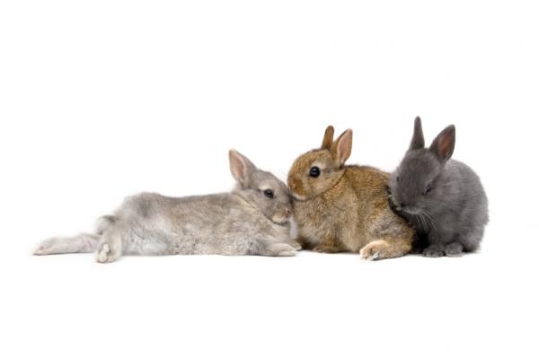 Kaninvaksiner - annen forebyggende omsorg for kaniner