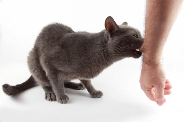 Tips for å lære en katt å ikke bite - Hvorfor biter noen katter?