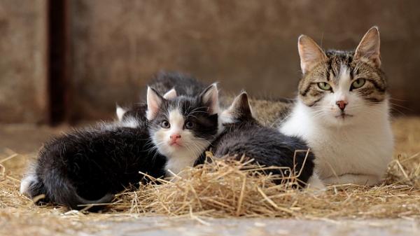 Trivalent vaksine for katter - Hvor ofte skal man gi den og bivirkninger - Når skal man gi den trivalente kattevaksinen?