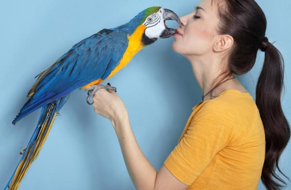 Hvorfor skriker papegøyen min mye - Hvordan håndtere situasjonen