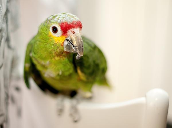 Hvorfor skriker papegøyen min mye - Den skriker for å advare om en fare
