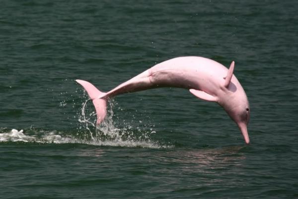 De mest eksotiske dyrene i verden - Rosa delfin