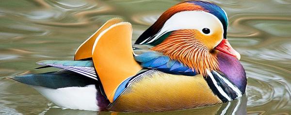 De mest eksotiske dyrene i verden - Mandarin Duck