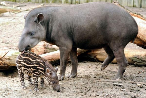 De mest eksotiske dyrene i verden - Tapir
