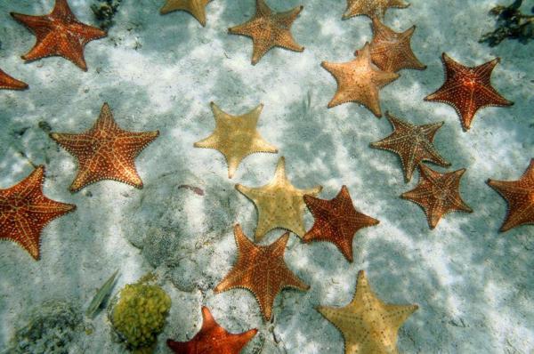 Starfish Life Cycle - Reproduksjon av Starfish og deres livssyklus