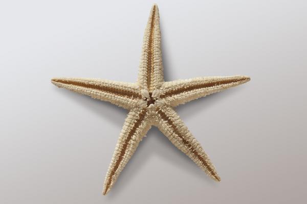 Starfish Life Cycle - Skeleton of Starfish