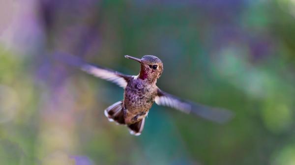 The Legend of the Mayan Hummingbird - The Precious Hummingbird 