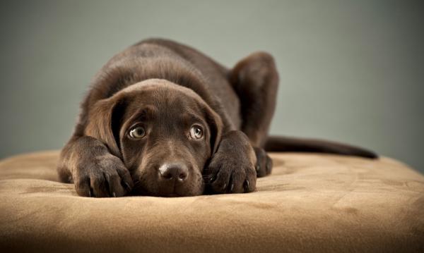 Feromoner for hunder med angst, er de effektive?  - Når er det lurt å bruke feromoner?