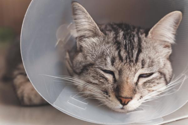 Fibrosarkom hos katter - symptomer, årsaker og behandling - Behandling av kattfibrosarkom