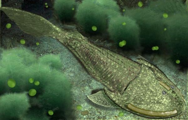 Agnatos eller kjevefri fisk - egenskaper og eksempler - Ostracoderms: Utdødd kjevefri fisk