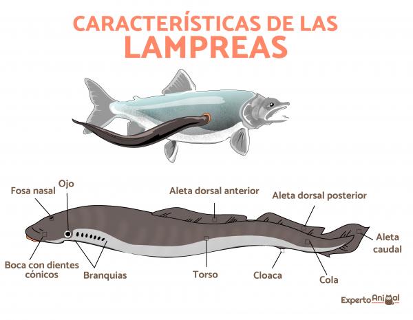 Agnatos eller fisk uten kjeve - Egenskaper og eksempler - Lampreys: hva de er og egenskaper