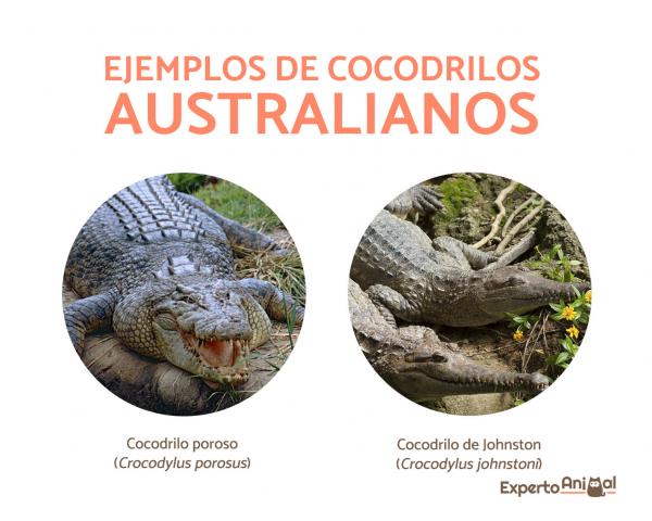 Hvor lever krokodiller?  - Hvor Australias krokodiller bor