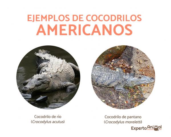 Hvor lever krokodiller?  - Hvor krokodillene i Amerika bor