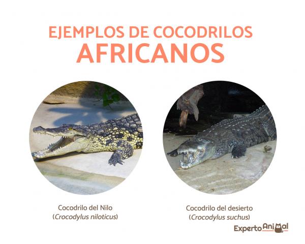 Hvor lever krokodiller?  - Hvor bor krokodiller i Afrika?