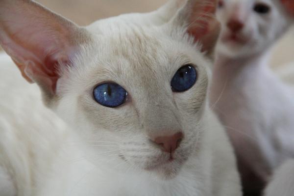 Døvhet hos hvite katter - Hvorfor det skjer - Forholdet mellom pels og hørselstap 