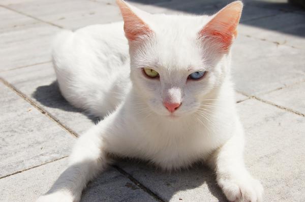 Døvhet hos hvite katter - Hvorfor det skjer - Detaljer som indikerer et forhold