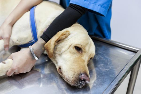 Hoftebrudd hos hunder - Symptomer, behandling og omsorg - Hvordan helbrede hoftebrudd hos hunder?  - Behandling