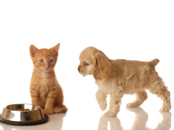 Sjalusi mellom katter og hunder - Unngå tvister om mat