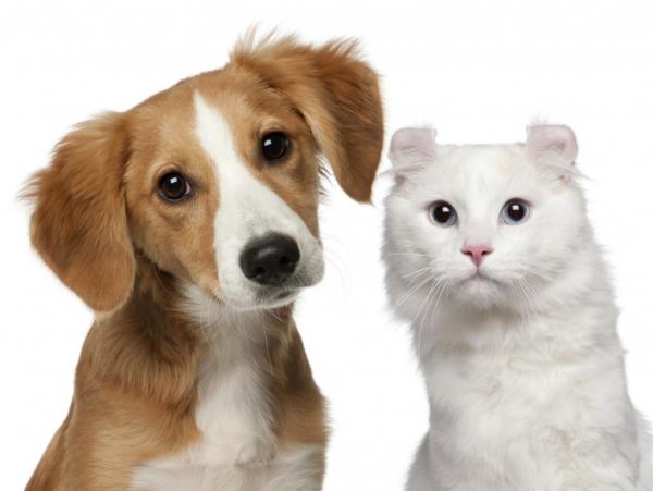 Sjalusi mellom katter og hunder - Tilby samme omsorg og oppmerksomhet