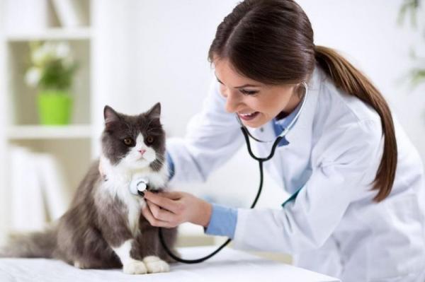 Gastritt hos katter - symptomer, årsaker og behandling - Behandling av gastritt hos katter