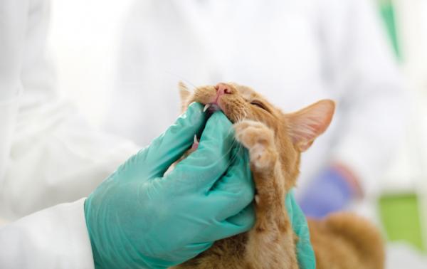 Gingivitt hos katter - Behandling av felint gingivitt