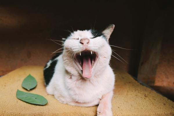 Gingivitt hos katter - Årsaker til gingivitt hos katter