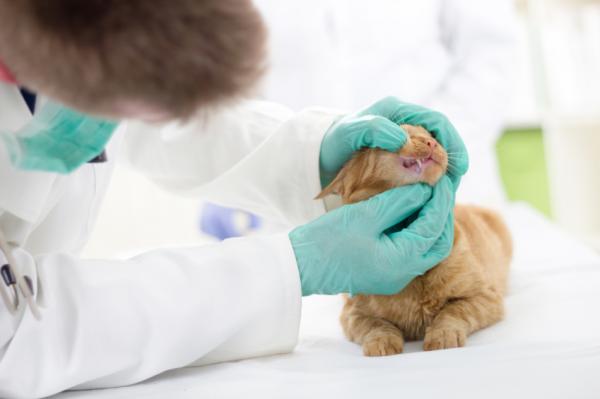 Gingivitt hos katter - Gjenkjennende gingivitt: symptomer på gingivitt hos katter