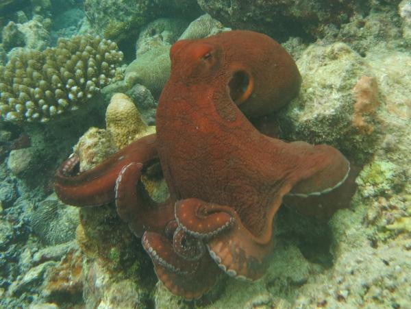 Gillpustende dyr - 8. Stor blå blekksprut (Octopus cyanea)